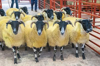 Border Horned Ewes-25